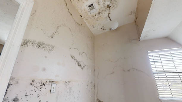 Best Air Quality Testing for Mold Spores  in Belding, MI
