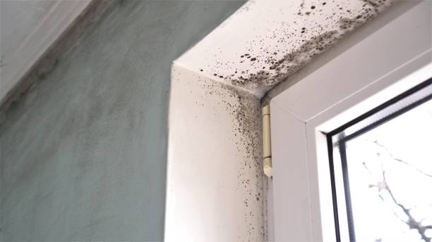 Best Black Mold Removal  in Belding, MI