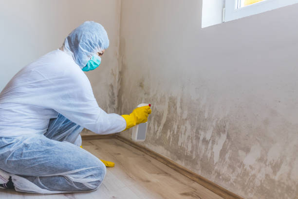 Best Biohazard Mold Removal  in Belding, MI