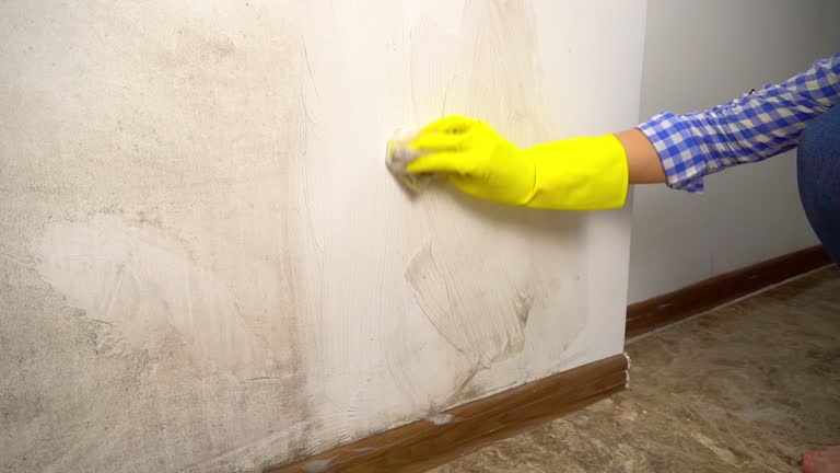  Belding, MI Mold Removal Pros