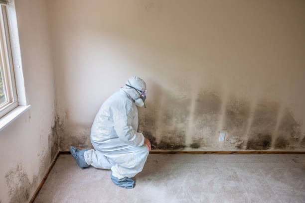Best Commercial Mold Inspection  in Belding, MI
