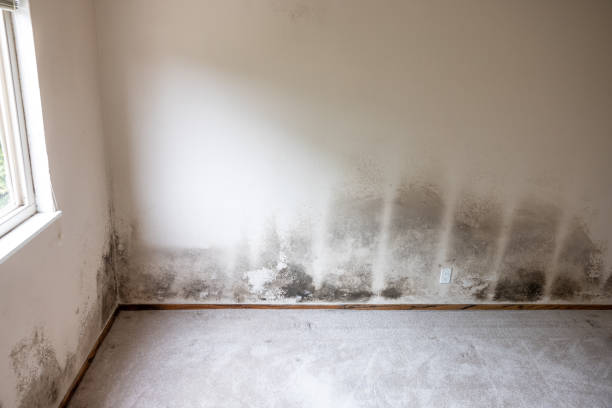 Best Post-Construction Mold Inspection  in Belding, MI