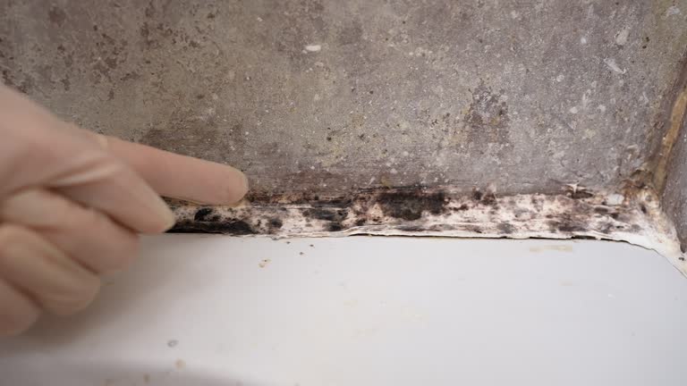 Best Mold Remediation for Healthcare Facilities  in Belding, MI
